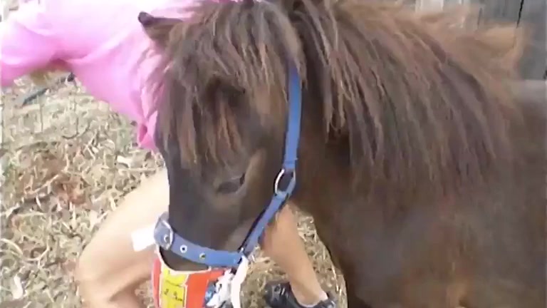 Compilation of amateur horse fucking