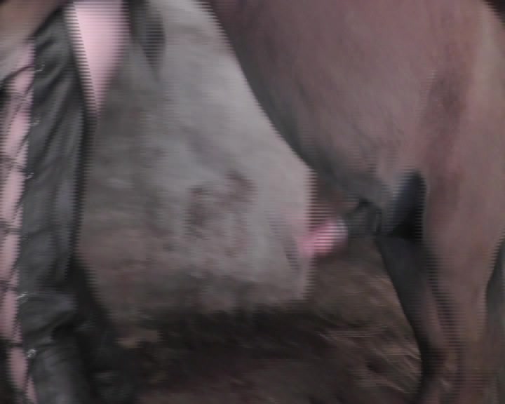 Jane from UK won in active horse sex competition