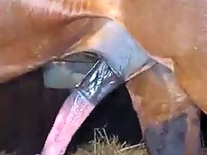 Horse and man sex video
