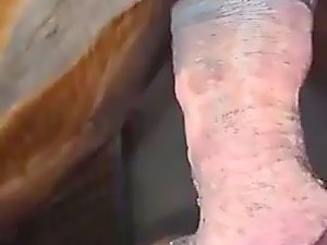 Horse and man sex video