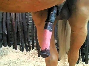 Stallion from royal stable caught masturbating
